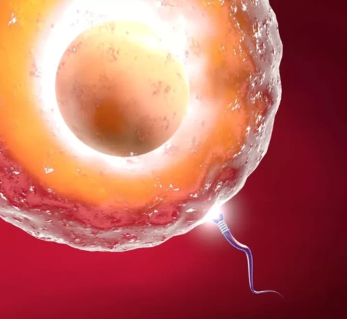 成熟卵泡的标准是什么?