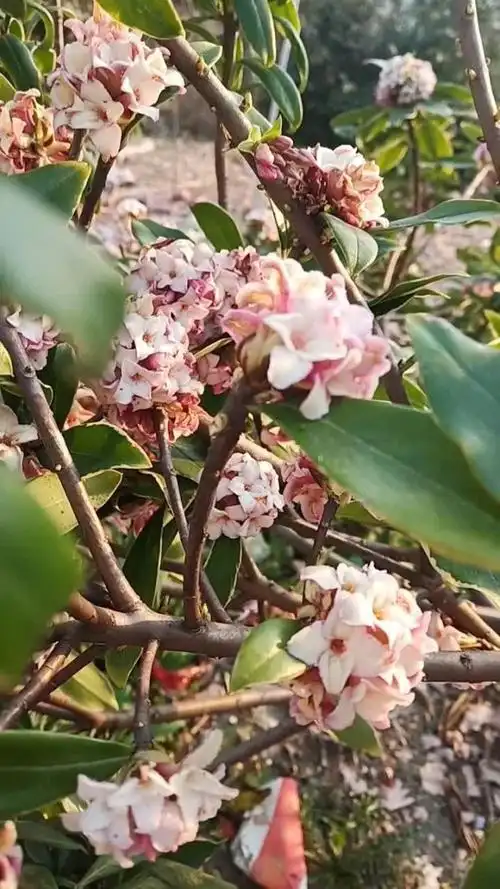 瑞香花开满树,可否带来好运?