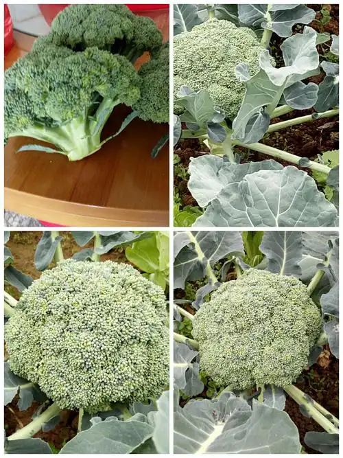 抗癌蔬菜一一西兰花 - 美篇