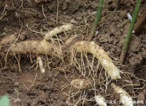 此种"玉竹"叶片大,在田边生长,如今比车前草珍贵,请保护!