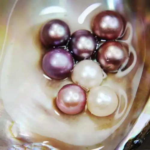 自养妖紫珍珠河蚌直播自己开蚌取爱迪生珍珠diy鲜活特大包邮食用