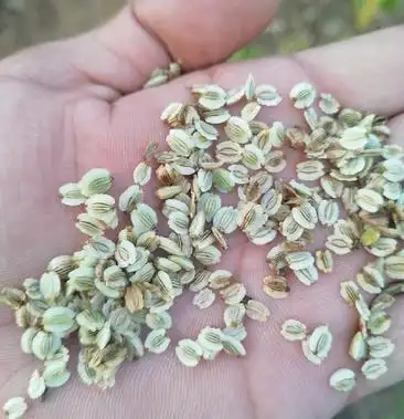 [白芷种子批发]亳州华佗白芷种子价格20.00元/斤 - 一亩田