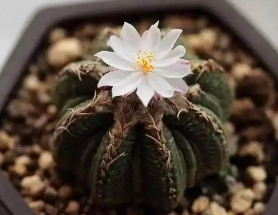 8种最昂贵的多肉植物,有钱人都喜欢养,很多人一个都没见过