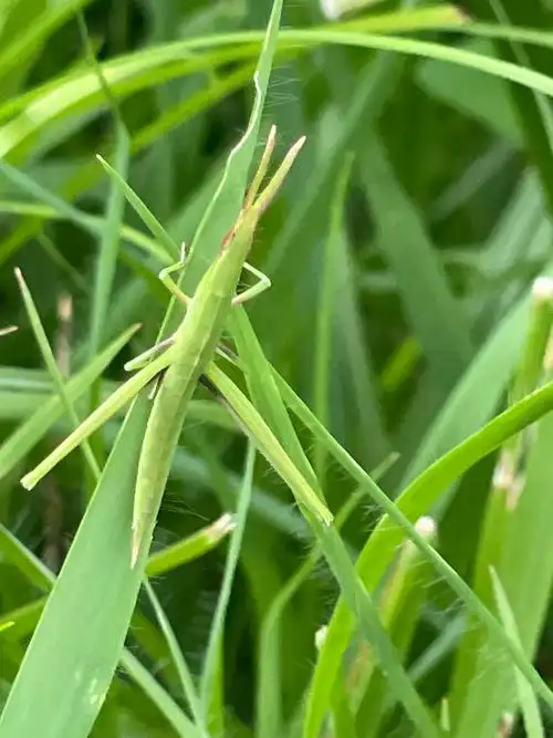 p>中华剑角蝗(学名: i>acrida cinerea /i>)是剑角蝗科,剑角蝗属昆虫