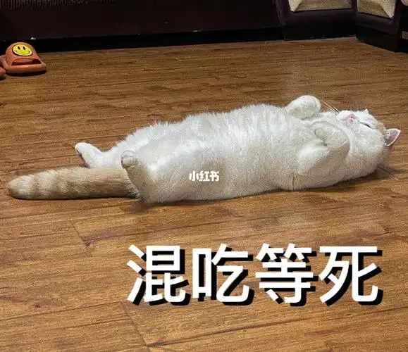 居家第二日,生活也只剩下摆烂,自留表情包