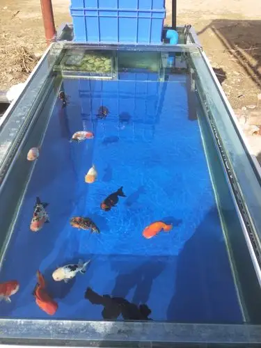 室外鱼缸
