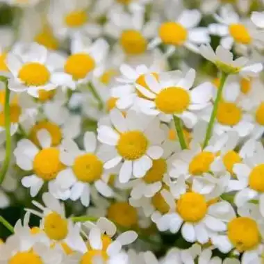 漂亮的菊花头像28张 唯美适合做微信头像的菊花_微信头像_头像屋