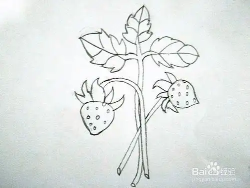 草莓发芽时的简笔画