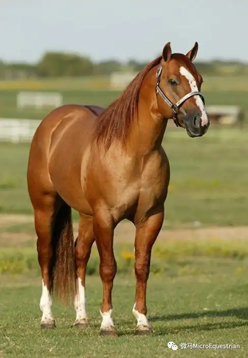 初学跳跃,最适合的马竟然是它?