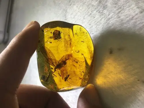 琥珀凝固了时光,凝固了场景,绝无仅有的螳螂捕蝉