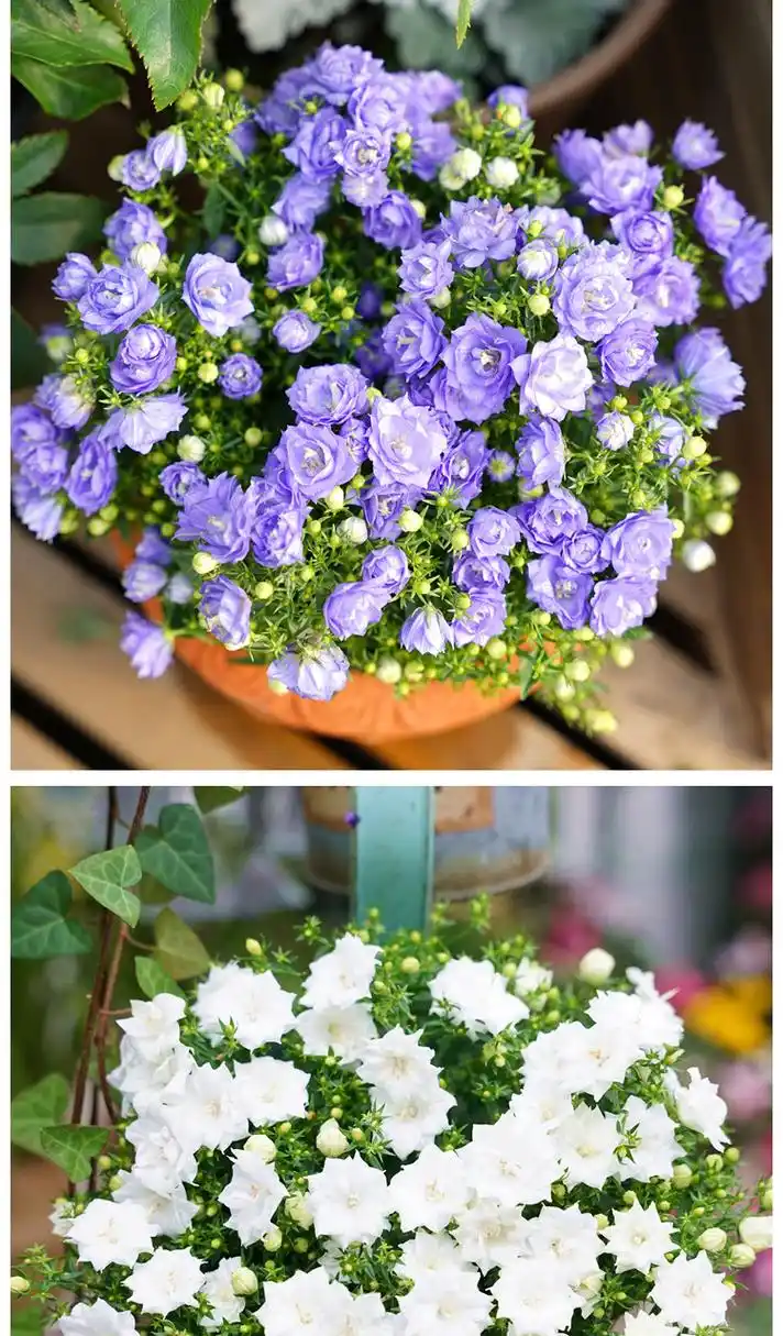 丹麦重瓣风铃草盆栽开花植物室内阳台花卉四季好养活花苗鲜花绿植酒杯