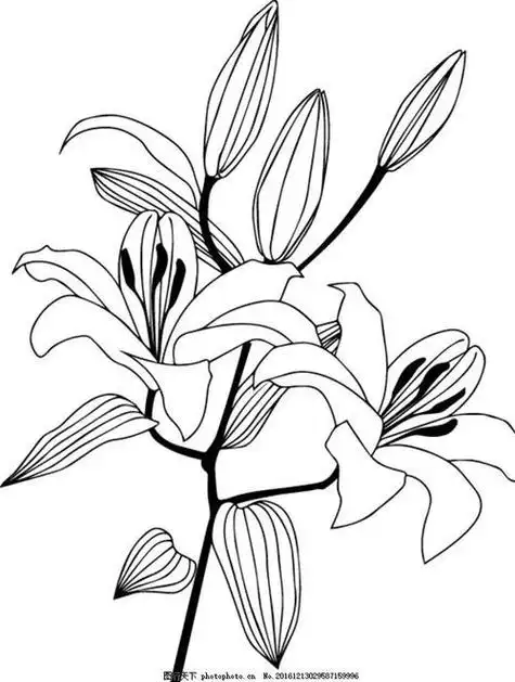 植物花卉简笔画 植物花卉简笔画大全