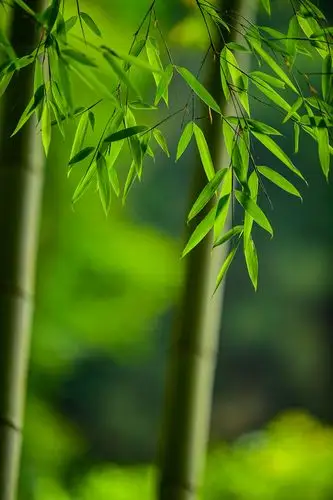 799_1200竖版 竖屏