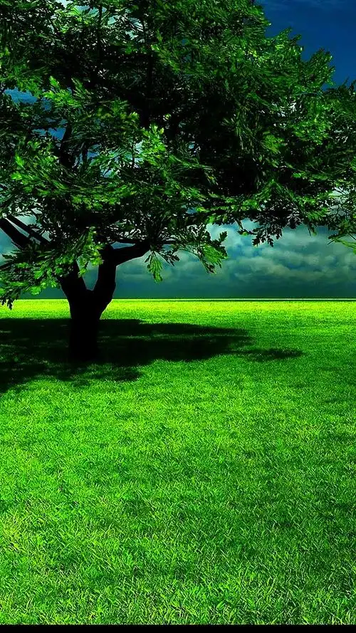 草原上的一棵树真美