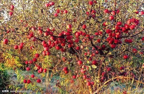 果园里的苹果又大又圆都成熟了,很想吃一口.