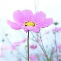 微信头像好看的两朵花 - 微信头像大全网