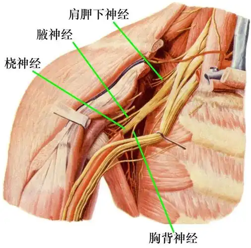 脊神经分支及其支配区最全整理