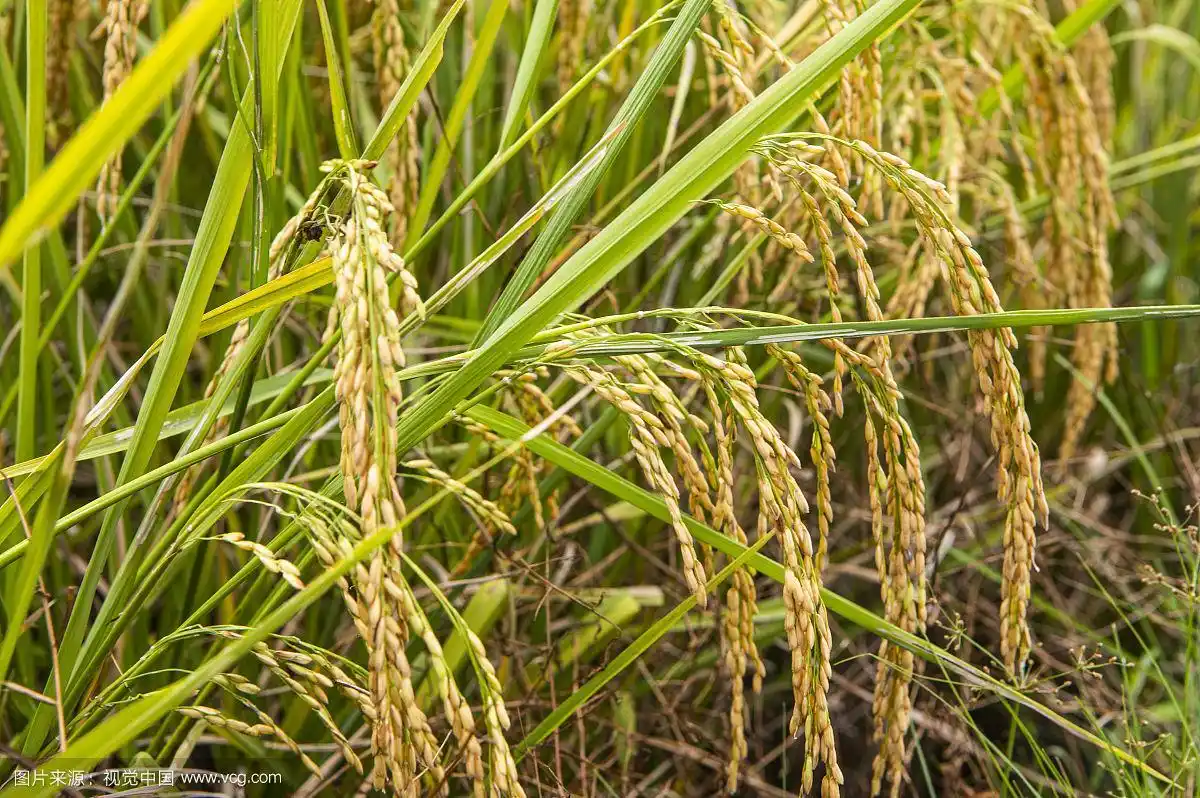 低头的农作物稻穗特写