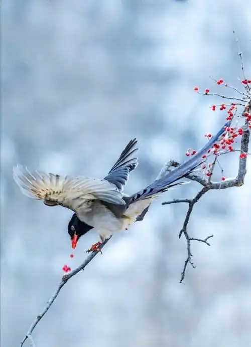鸟- 堆糖,美图壁纸兴趣社区