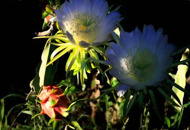 p> a target="_blank" href="/item/火龙果/240065" data-lemmaid="