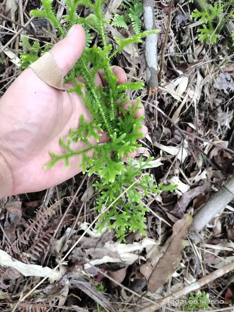 伸筋草性味温,辛,微苦,入肝,脾,肾经.具有祛风散寒,除湿消 - 抖音