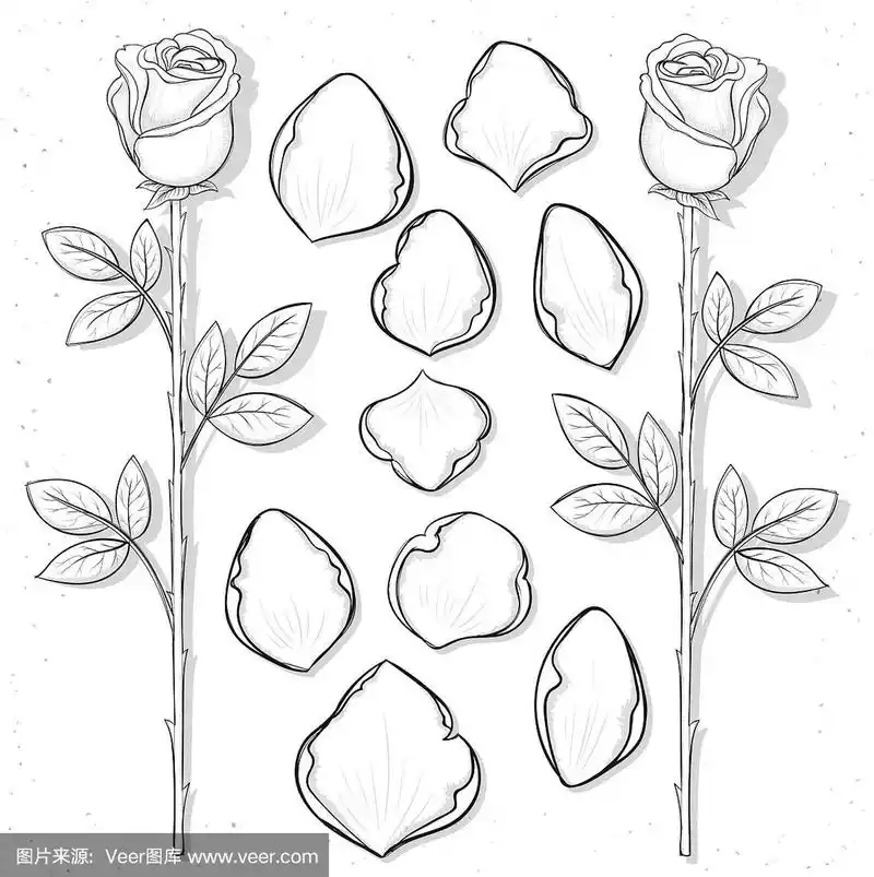 孤立的玫瑰和花瓣手工素描风格