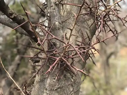 农村不能入阳宅的树,树上的刺能扎破轮胎,老农:这树浑身是宝