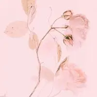 2021简单素净的花草静物头像_微信头像图片大全