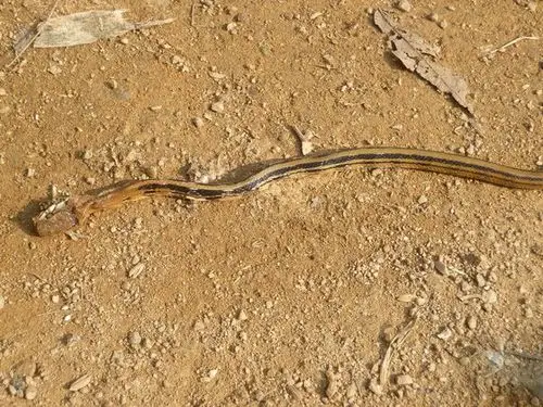 请问这是什么蛇,昨晚钻进我房里,非常凶猛,有毒吗?