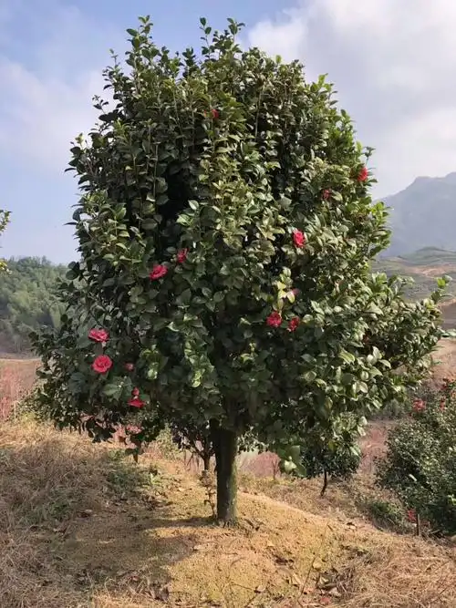 茶花树3.jpg