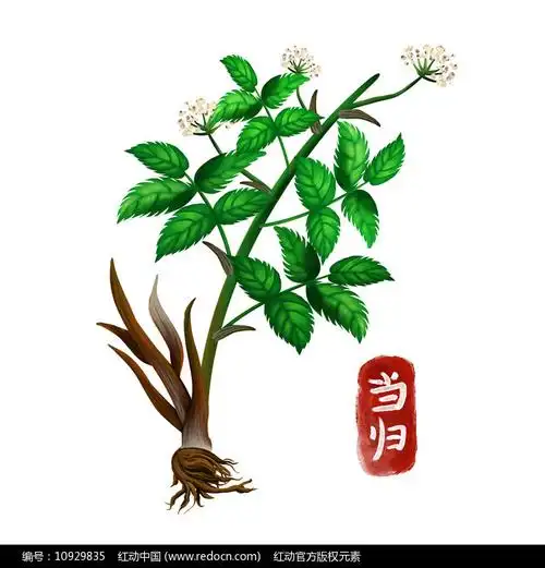 原创手绘中药当归