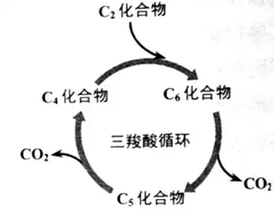 依据下图所示的三羧酸循环运行原理判断:在有氧呼吸过程中,每分子葡萄
