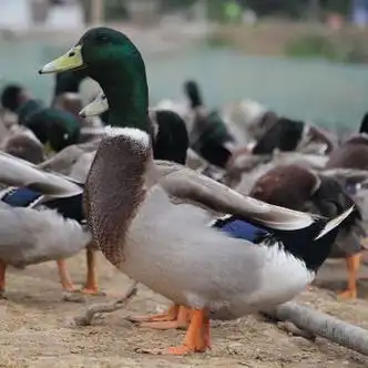 大种正宗黑番鸭火鸭洋鸭麻鸭产蛋鸭小鸭子批发正番鸭苗福建鸭家养 青