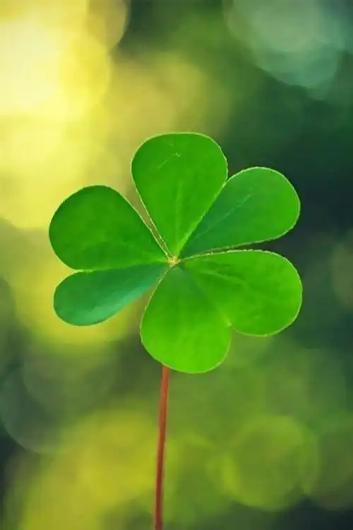 携一片绿叶让心如花般充满淡淡的静静的人生况味生活中