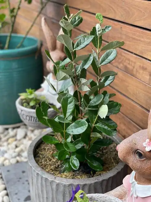 新入了菲油果树和重瓣菱叶绣线菊