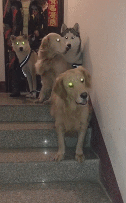 狗子眼睛全发光一闪一闪亮晶晶网友直呼狗镇宅