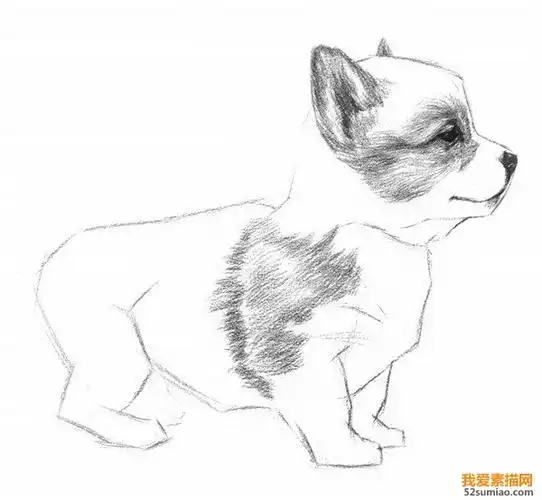 素描动物入门素描小狗的绘画教程