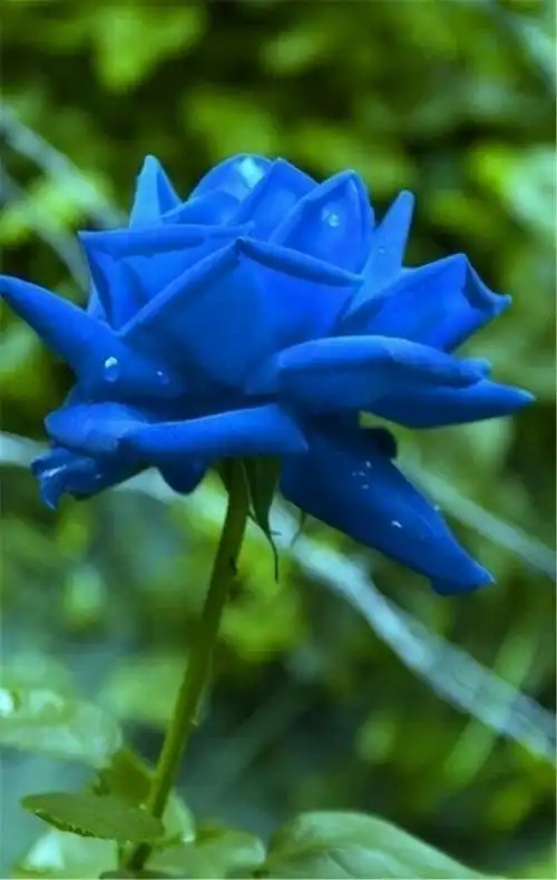 蓝色月季象征着高贵与珍惜.