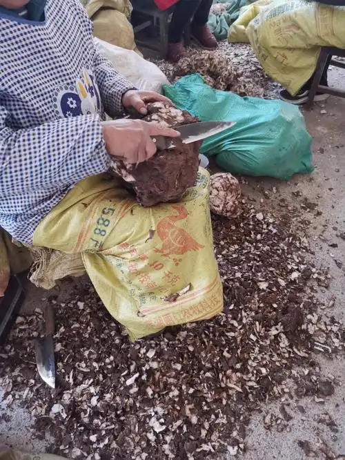 功效欠佳茯苓功效:利水渗湿,健脾和胃,养心安神茯苓又称玉灵,松薯等