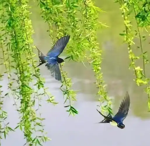 关于春天景色的诗歌散文(不一样的春天诗歌散文) _晶羽科技