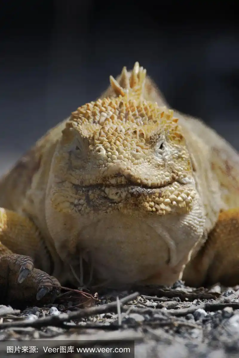 加拉帕戈斯陆鬣蜥(conolophus subcristatus)肖像,乌维纳湾,伊莎贝拉