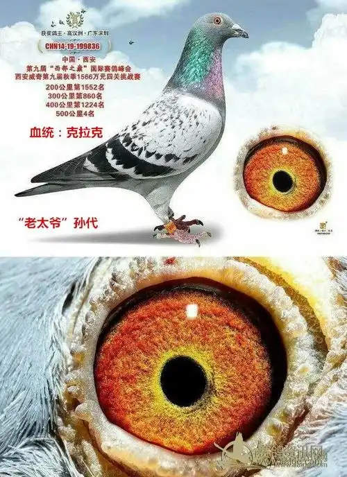 鸽子情缘高汉洲和他的鸽子