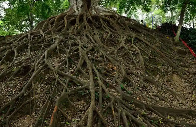 赣州公园内的大树根