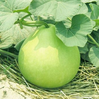 种菜记 农家可食用菜葫芦种子大酒仙巨型圆瓢瓠籽蔬菜瓜果农家圆瓢