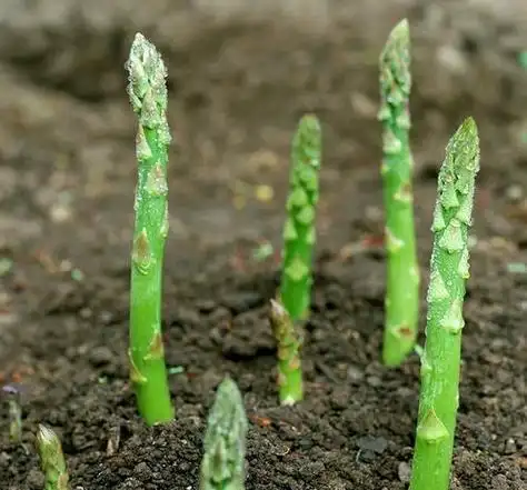 在芦笋周期长,生命力顽强的情况下,绿色高产的栽培与管理技术
