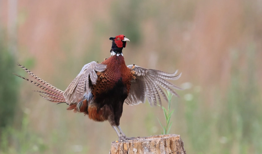 繁殖季,雄野鸡就会高高地站在田埂或者土坡上,发出"咯—咯—咯"的叫声