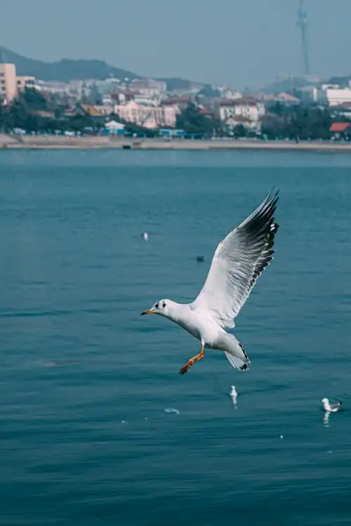 组图丨期待下一次"鸥"遇,青岛海鸥即将北迁