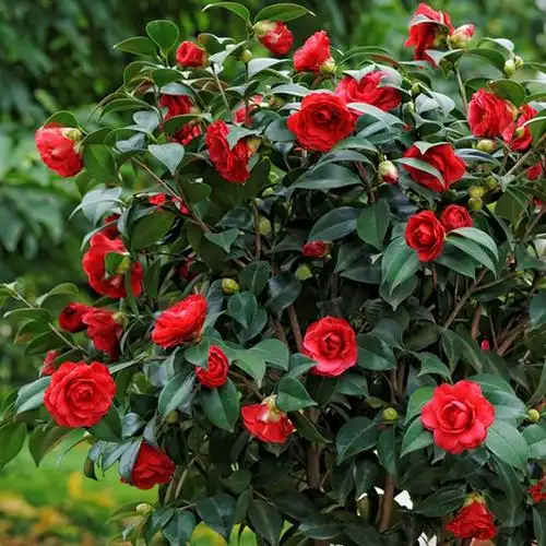 供应批发茶花苗茶花树2年苗花卉苗木盆景规格