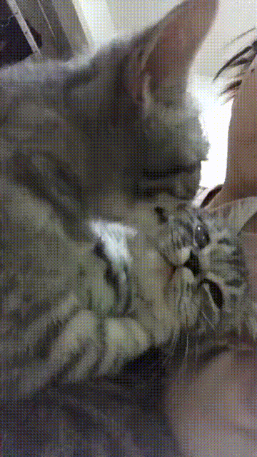 (猫咪强吻猫咪动图) - 近期斗图表情包精选-2018-12-20