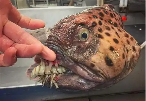 盘点史上长相最恐怖的怪鱼,厨师:不敢吃!